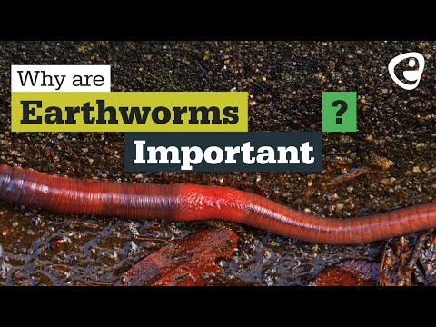 Why are earthworms important?