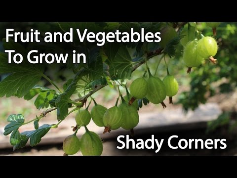 Fruit and Vegetables to Grow in Shade to Increase Productivity