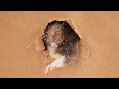 How Small Of A Hole Can My RAT Fit Through?