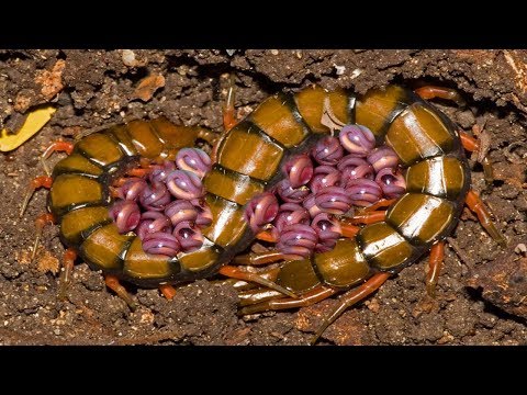 Mother Centipede Laying Eggs Beyond Father Centipede&#039;s Protection His Family