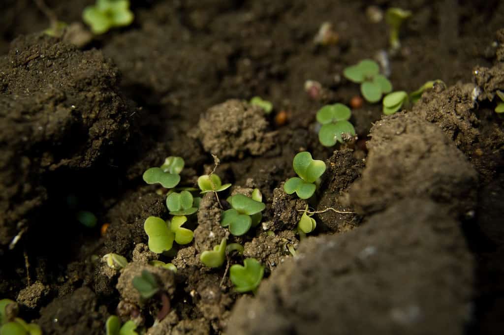 Best Fertilizer For Basil Your Indoor Herbs and Garden
