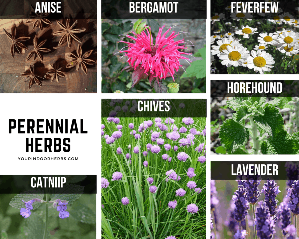 Read More How To Choose a Watering Can [5 Factors] Continue