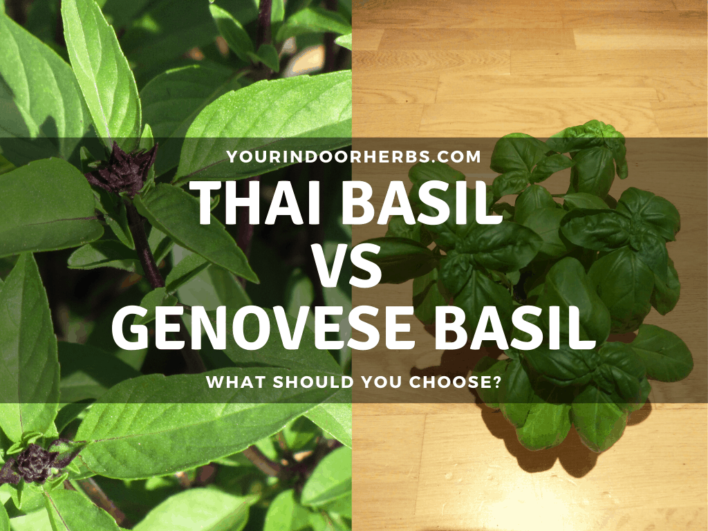 Thai Basil VS Genovese Your Indoor Herbs and Garden