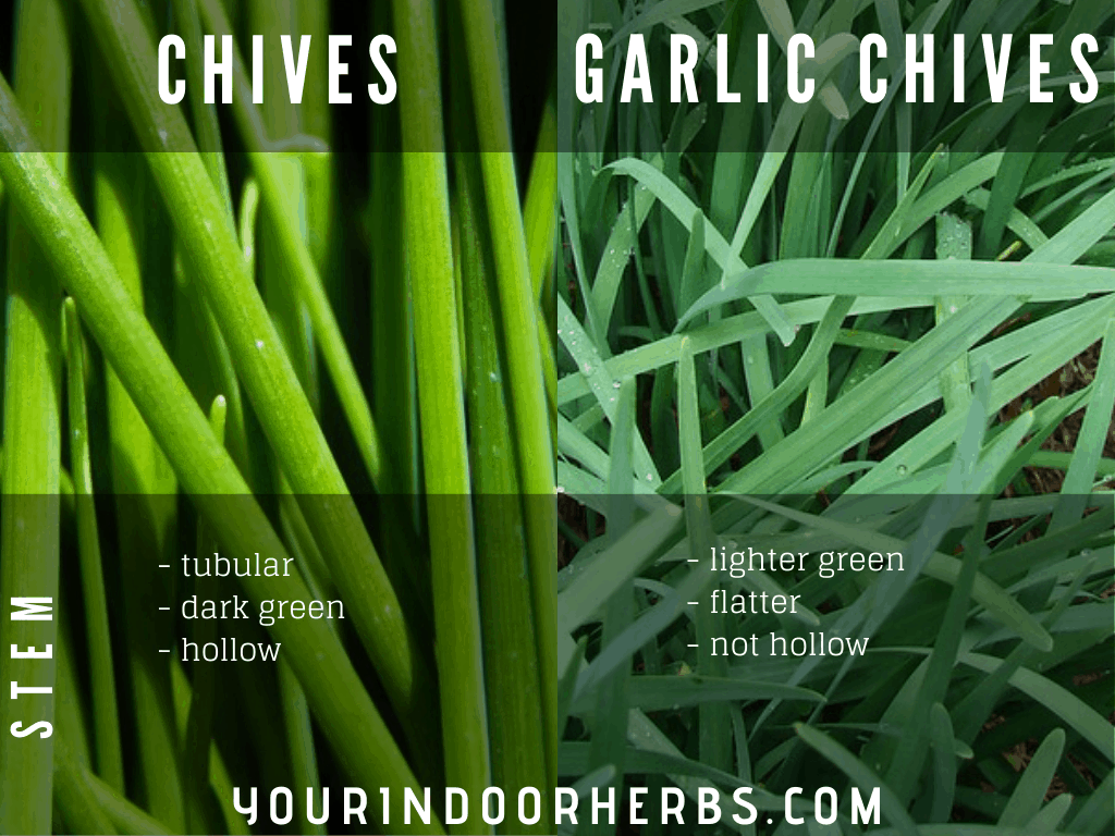 Garlic Chives Vs Chives Aspect, Taste, and Use (With Pictures) Your
