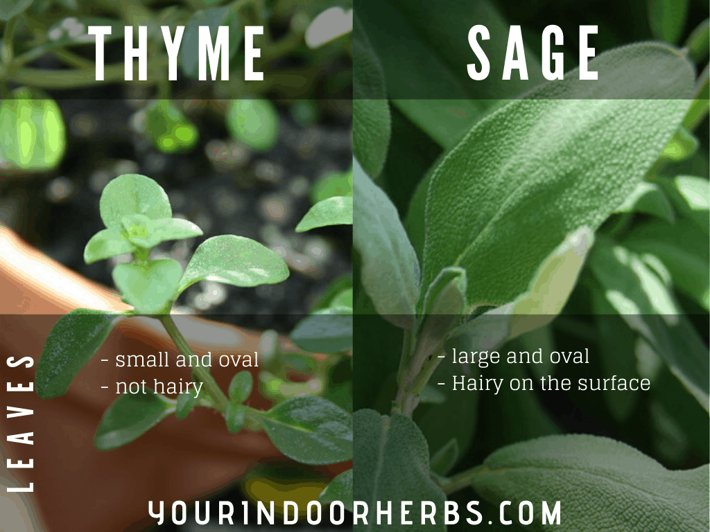 Thyme vs Sage Leaf Differences Your Indoor Herbs and Garden