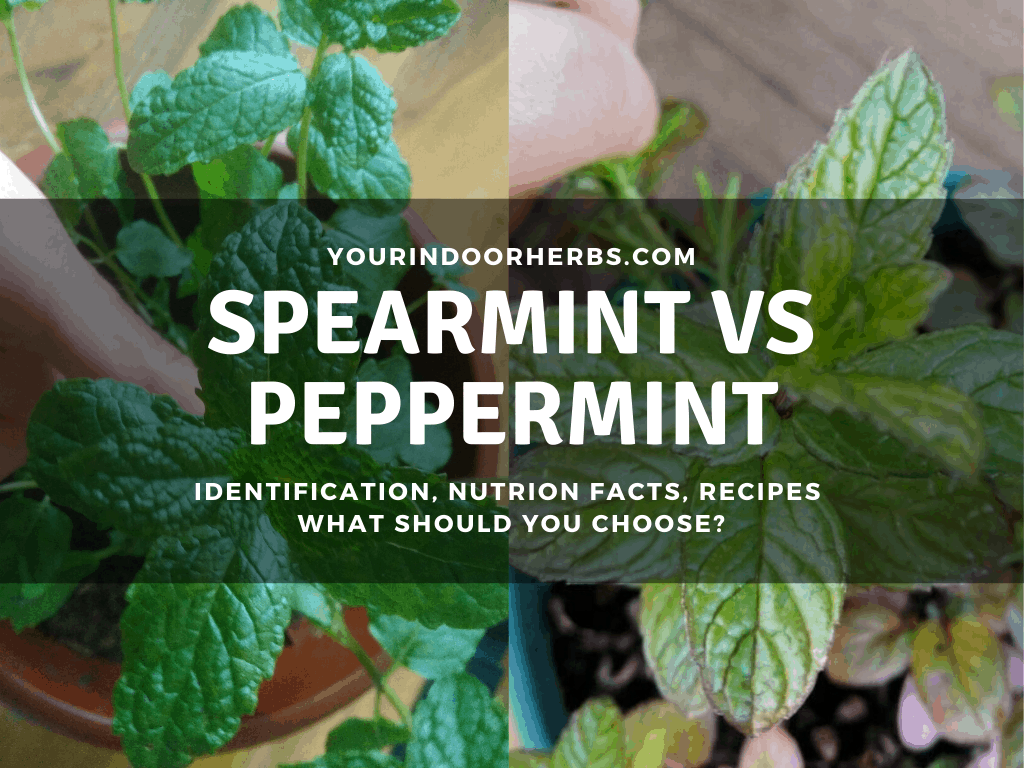 Spearmint or Peppermint? The 4 Differences (with Images