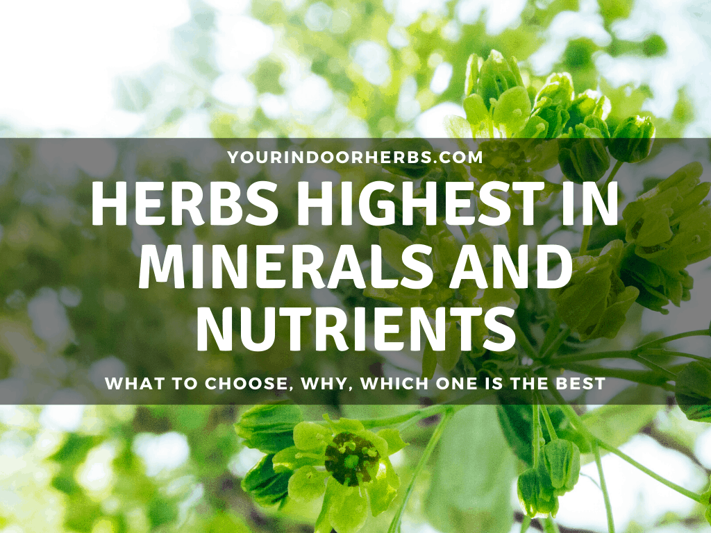 DO HERBS HAVE VITAMINS AND MINERALS visual data 2