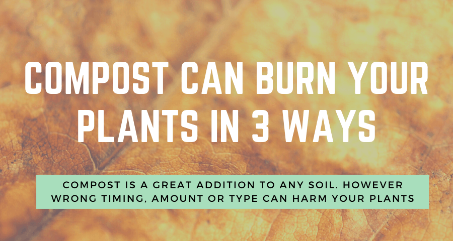 Compost Can Burn Your Plant in 3 Ways Your Indoor Herbs And Garden