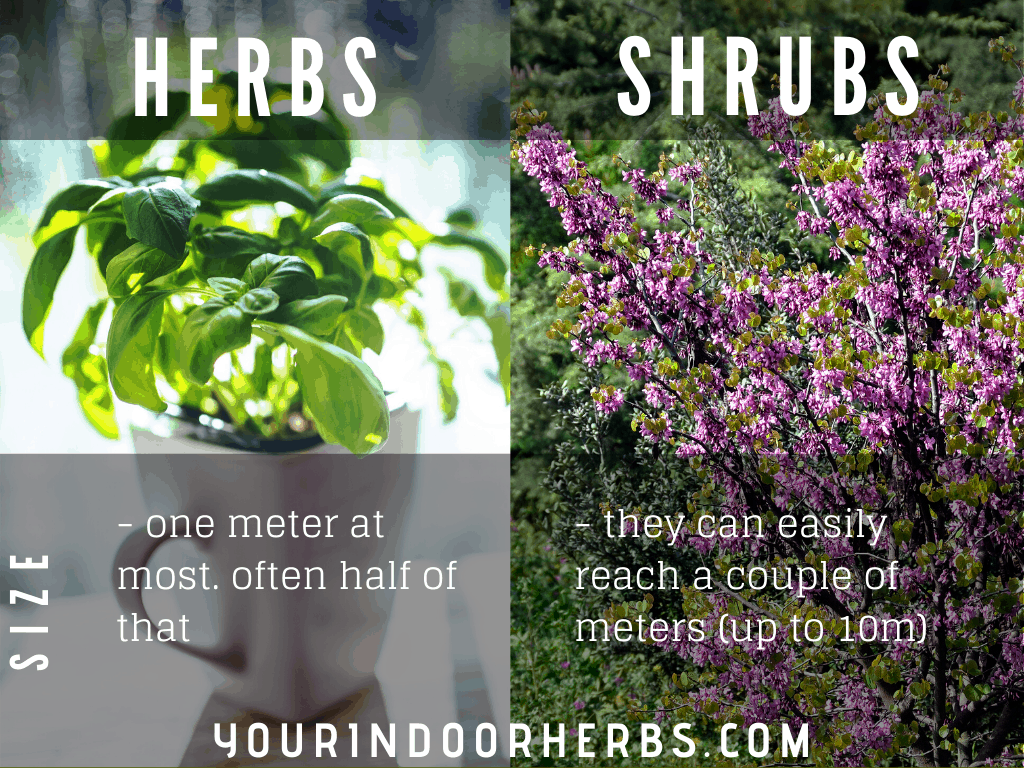 HerbsvsShrubsSize Your Indoor Herbs and Garden