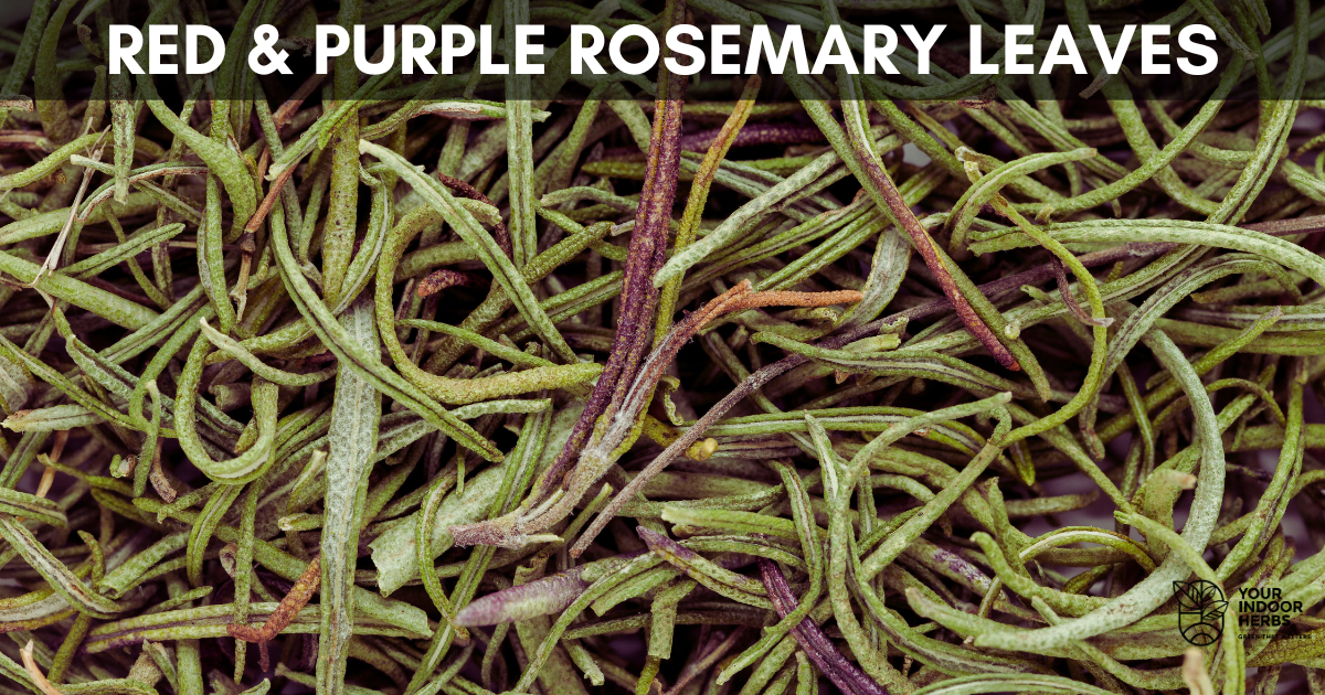 2 Reasons Why Your Rosemary Leaves Are Turning Red/Purple | Your Indoor ...