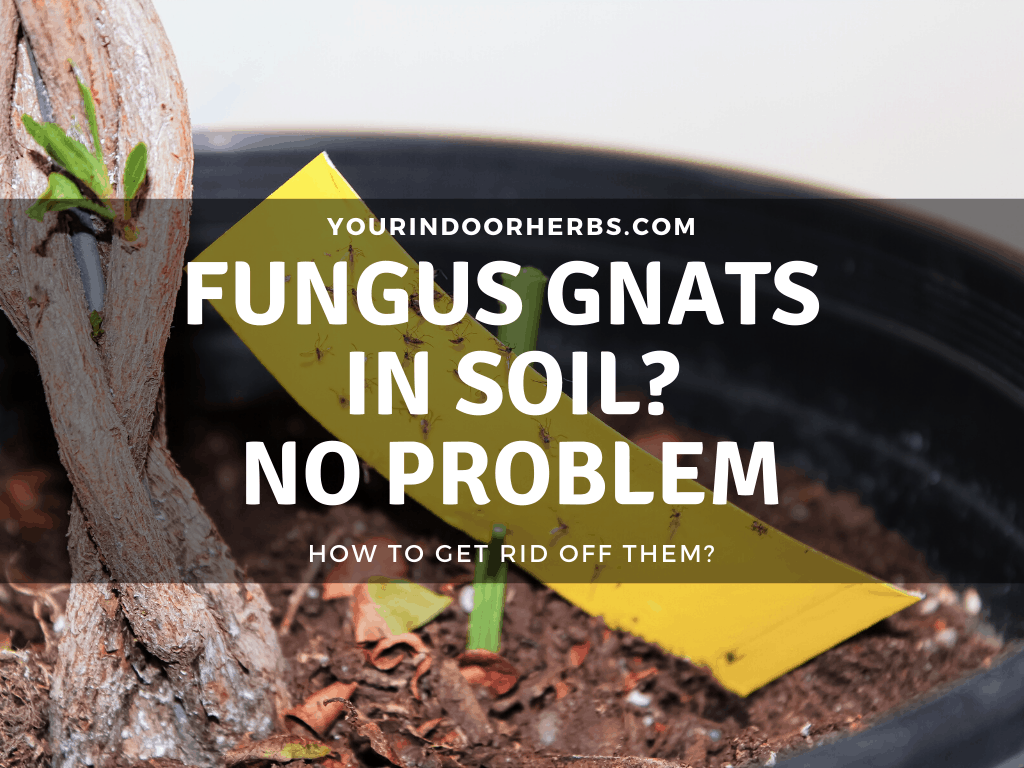 How to Prevent Fungus Gnats in Your Indoor Growing Experience