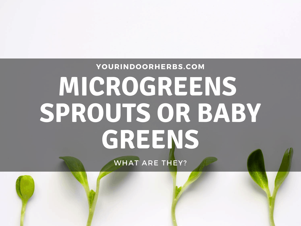 Microgreens vs Sprouts vs Baby Greens? The Same? Which is More ...