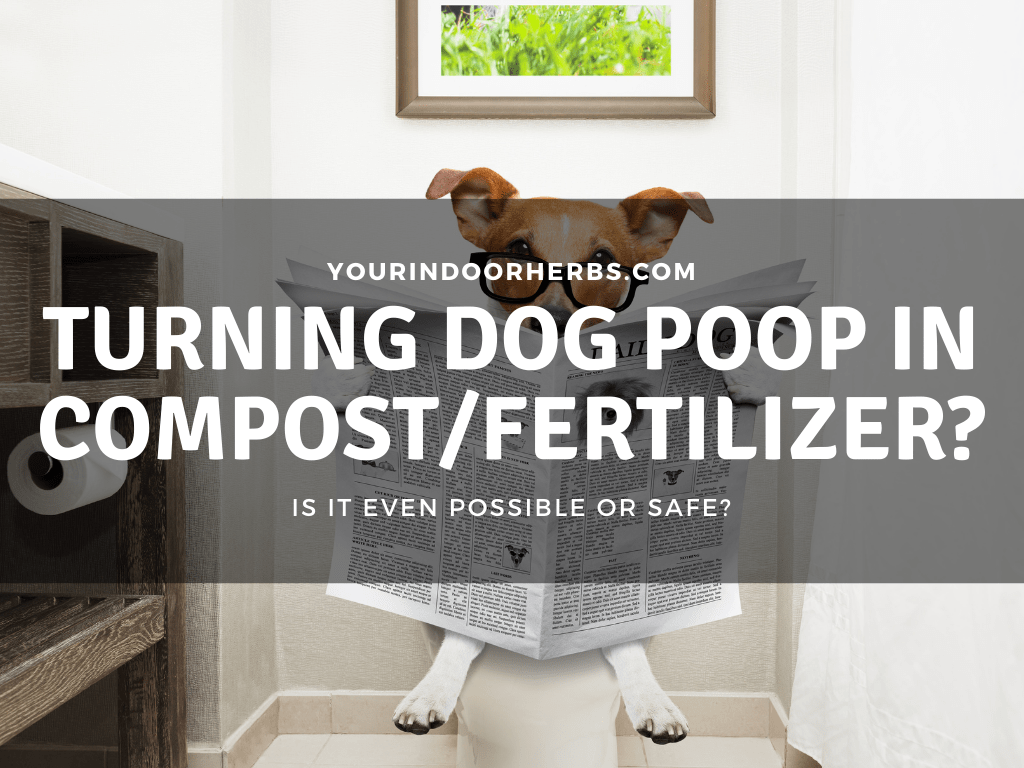 Can You Use Dog Poop as Fertilizer or Compost? How, Why? Your Indoor