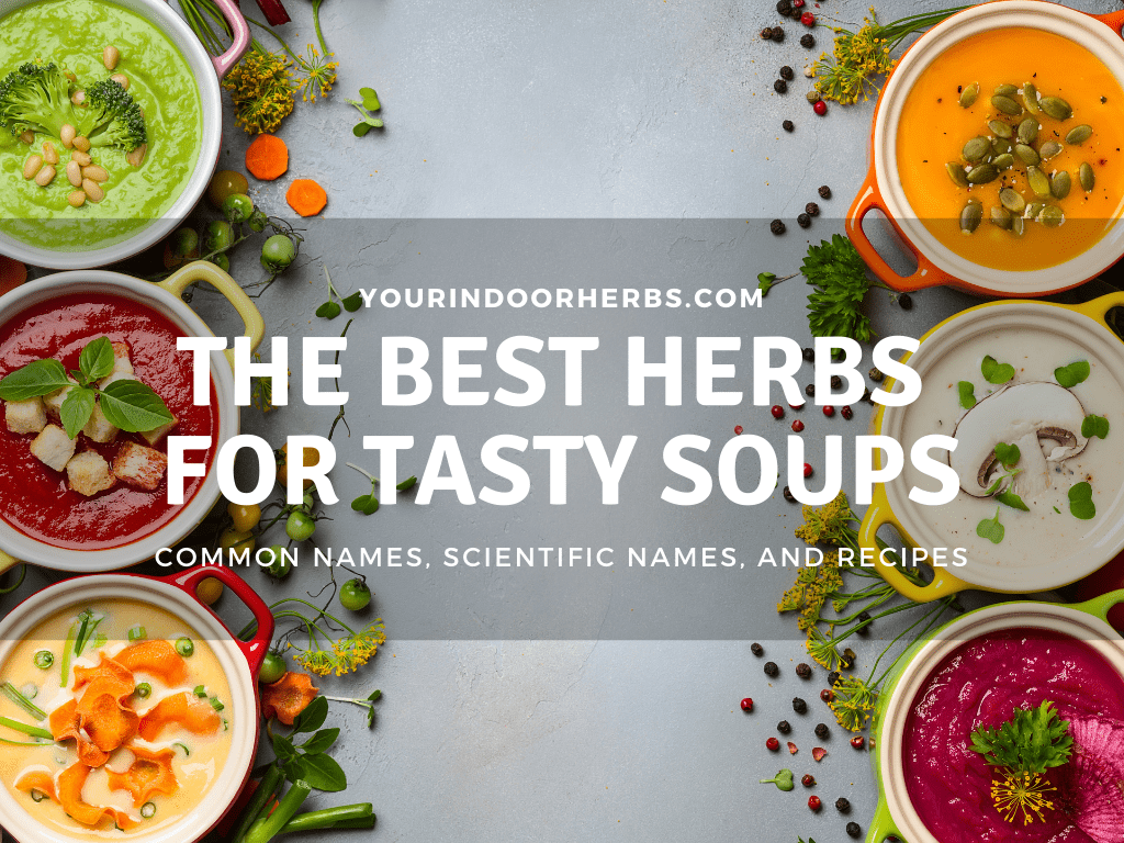 The 26 Best Herbs For Soups (Recipes, How To Use Them and More) Your