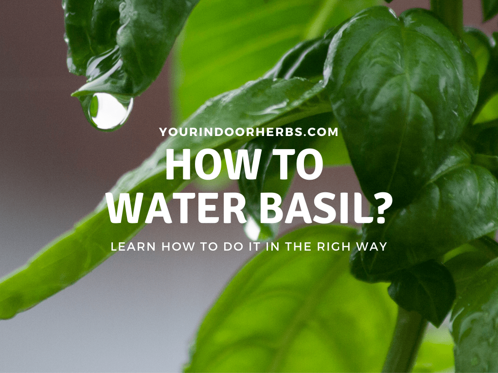 How To Water An Indoor Basil The Right Way [2 Gold Tips] Your Indoor