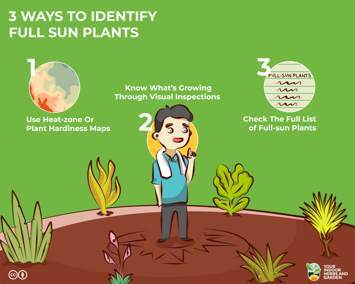 3 Ways to Identify Full Sun Plants (100+ List Herbs, Vegetables, and