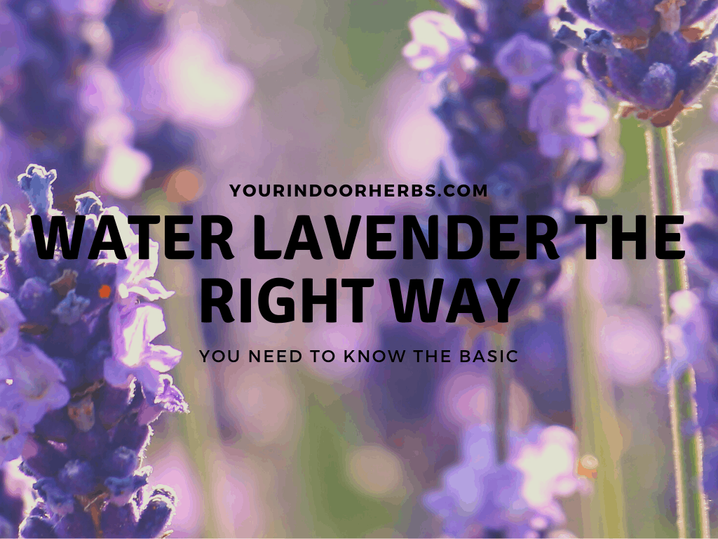 How to Water Lavender Plants? (It's Easier Than You Think!) Your