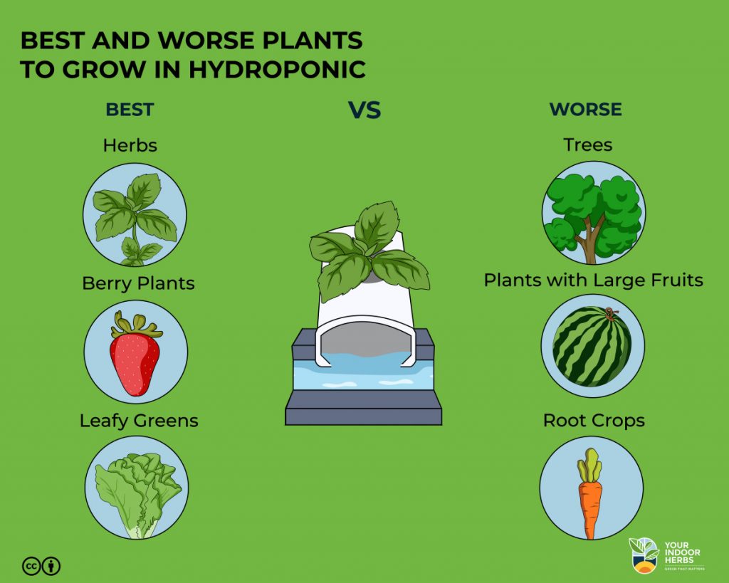 What You Cannot Grow in Hydroponics? The Worst [and Why] Your Indoor