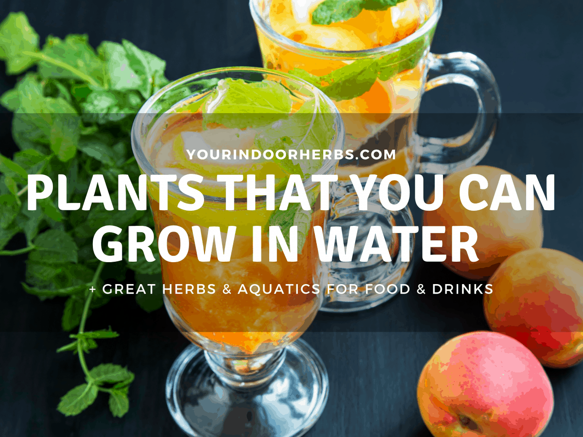 Can You Grow Plants In Water Full List Of Plant And Herbs Your 