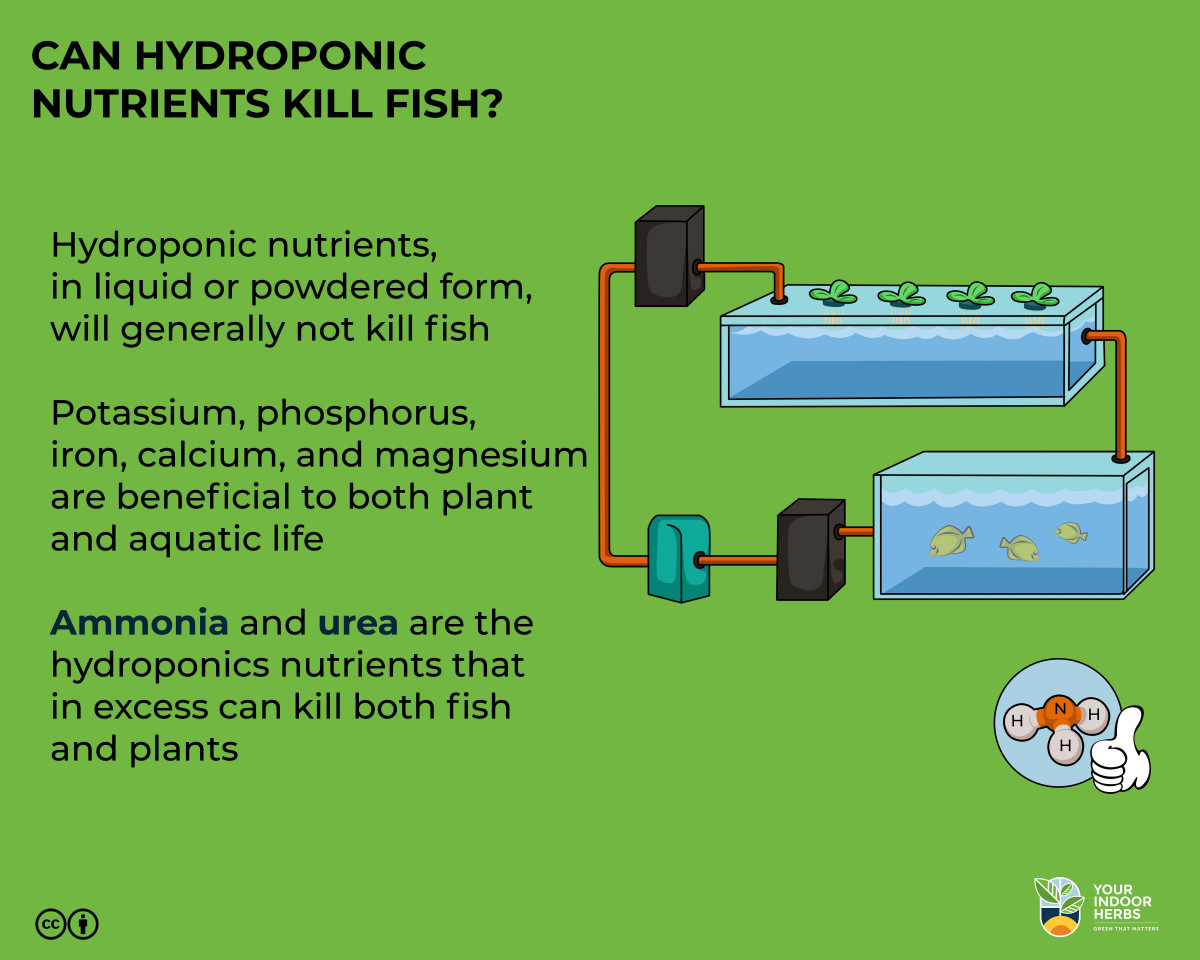 Can Hydroponic Nutrients Kill Fish? [Some of Them Do!] Your Indoor Herbs and Garden