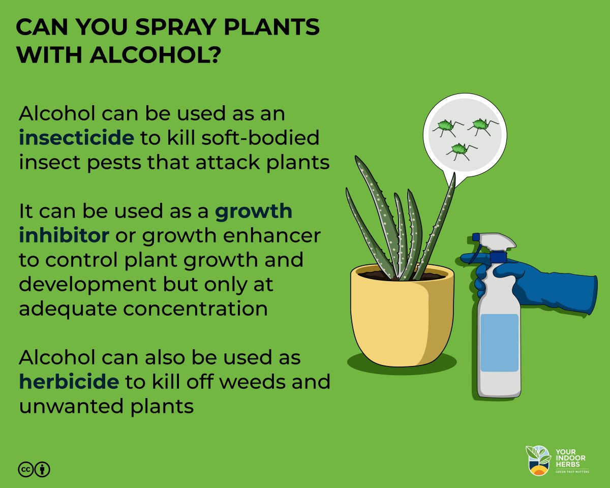 CanYouSprayPlantsWithAlchoolInfographic Your Indoor Herbs and