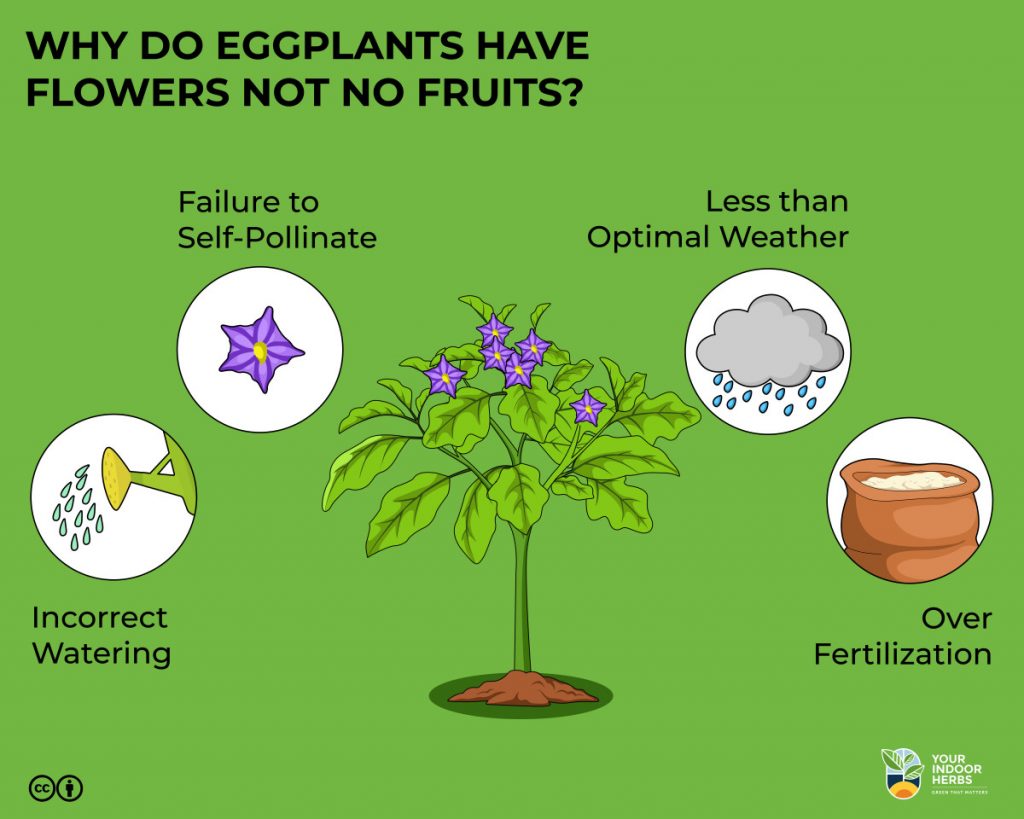 Why Do Eggplants Have Flowers but No Fruits? Your Indoor Herbs