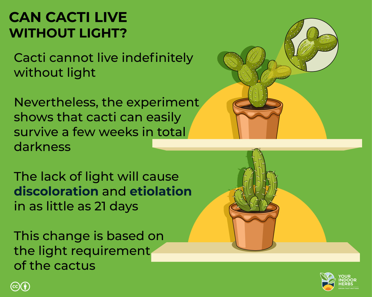 Can Cacti Live Without Light? How Long? [Experiment, Photos] | Your Indoor  Herbs and Garden