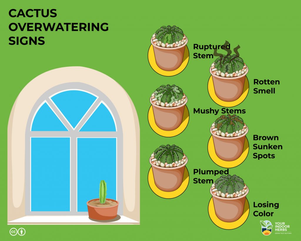 Puffedup stems are an early sign that the cactus is getting more water