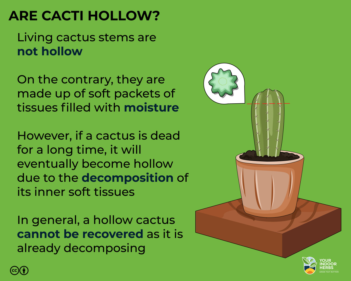 Are Cacti Hollow? If So Get Worried Your Indoor Herbs and Garden
