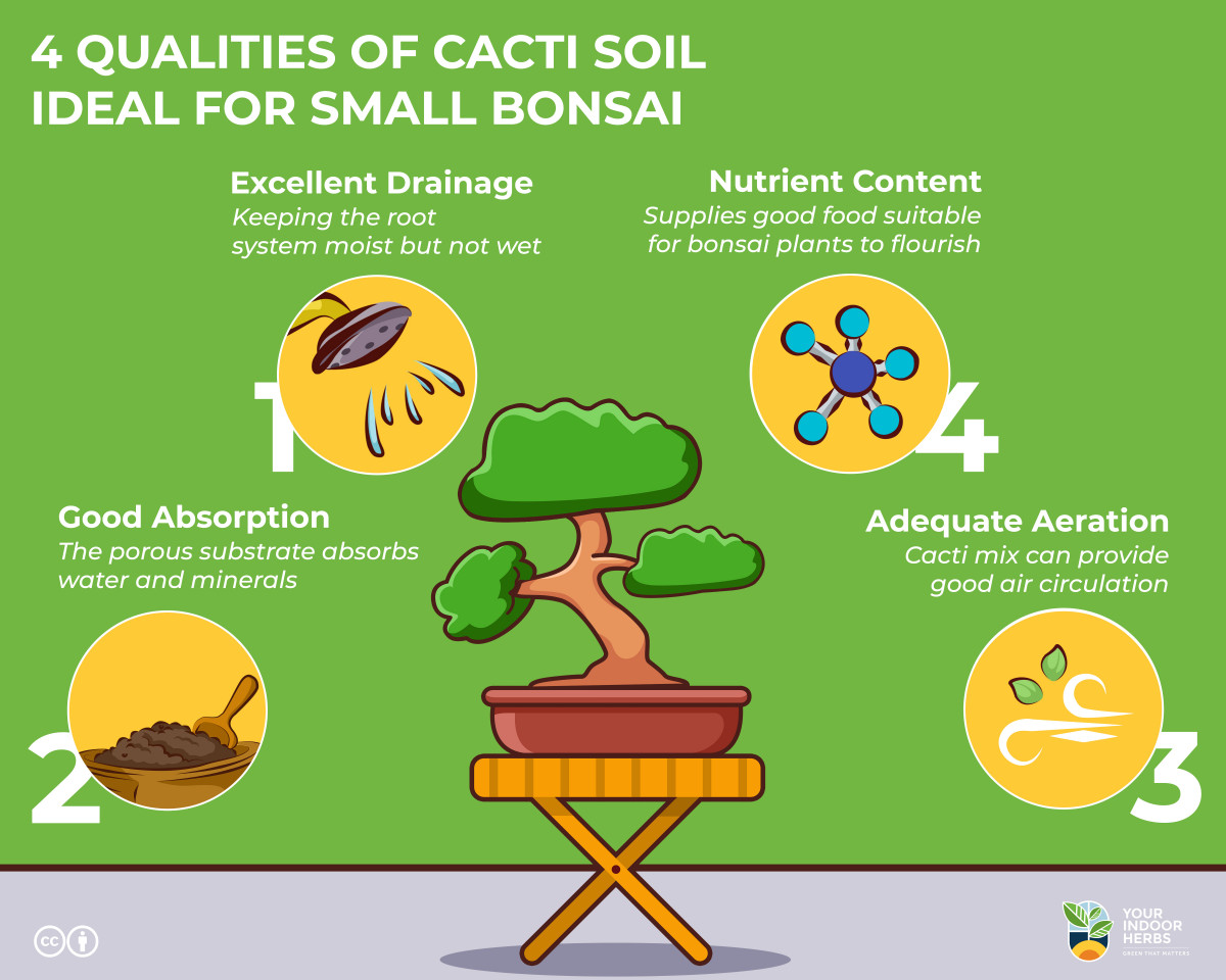 Can I Use Cacti Soil For Bonsai? Your Indoor Herbs and Garden