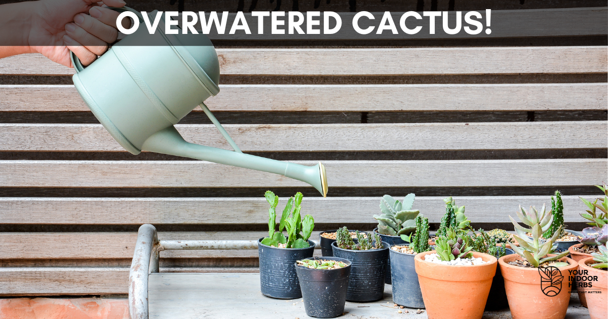 6 Cactus Overwatering Signs [Experiment, Timelapse and Tips] Your