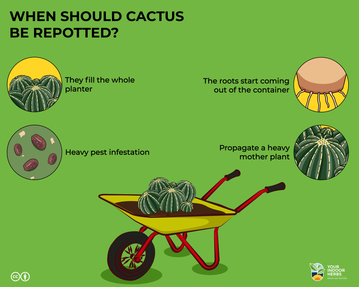 Should Cactus Be Repotted Why And When Your Indoor Herbs And Garden should-cactus-be-repotted-why-and-when-your-indoor-herbs-and-garden