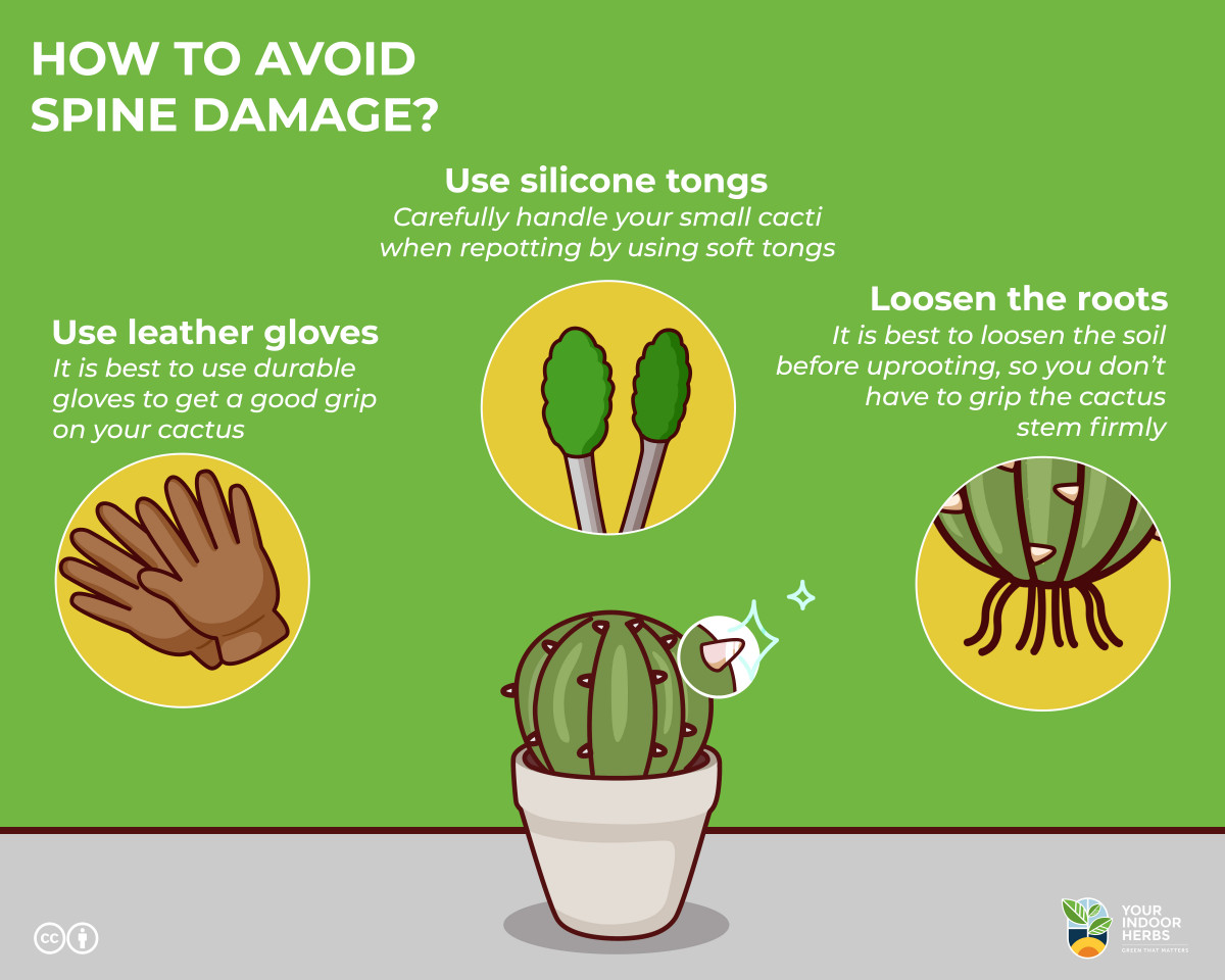 Do Cactus Spines Grow Back? [Tested With Timelapse] | Your Indoor Herbs ...