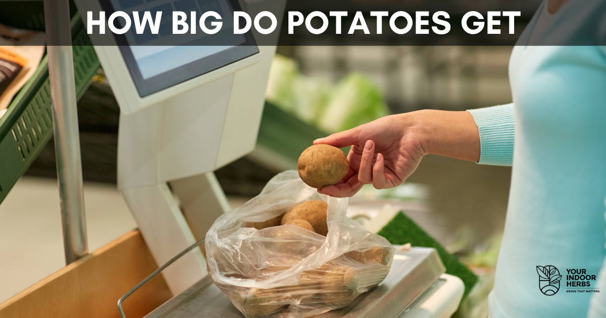 How To Grow Potatoes In Bags | Thompson & Morgan