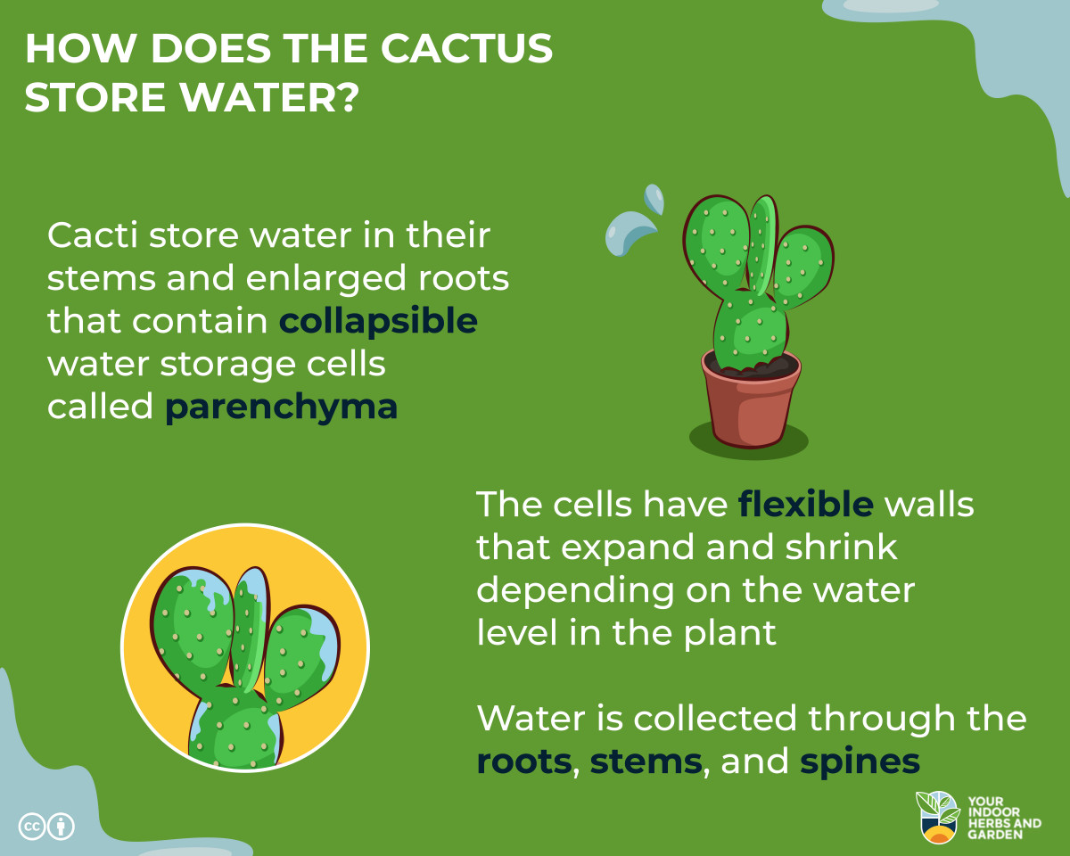 How Does The Cactus Store Water? Unique Adaptations Your Indoor Herbs