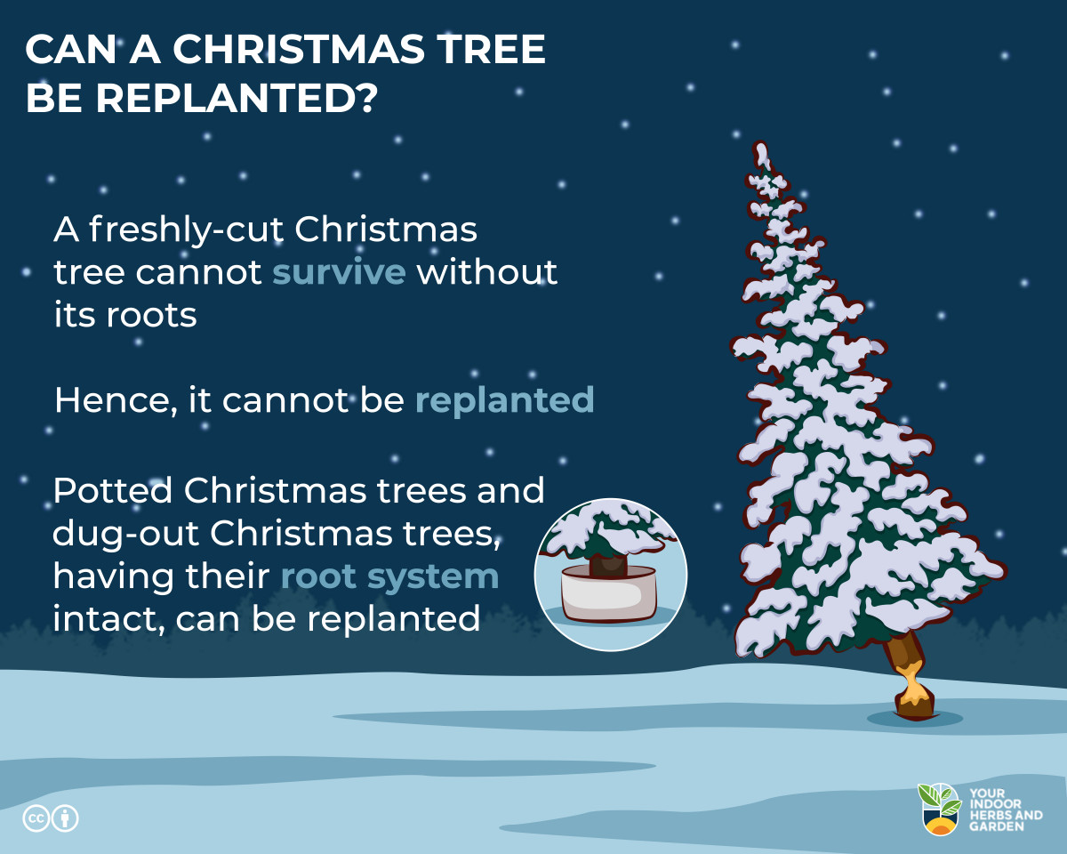 Can I Replant My Christmas Tree? Do Not Make This Mistake Your Indoor