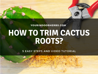 How To Trim Cactus Roots? [5 Easy Steps + Video Tutorial] | Your Indoor ...