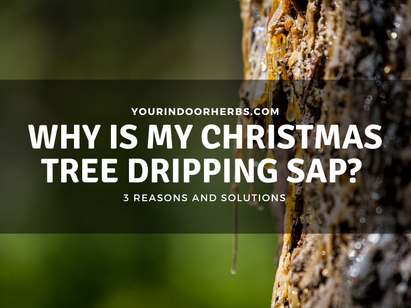Why Is My Christmas Tree Dripping Sap? [How to Remove it?] Your Indoor Herbs and Garden