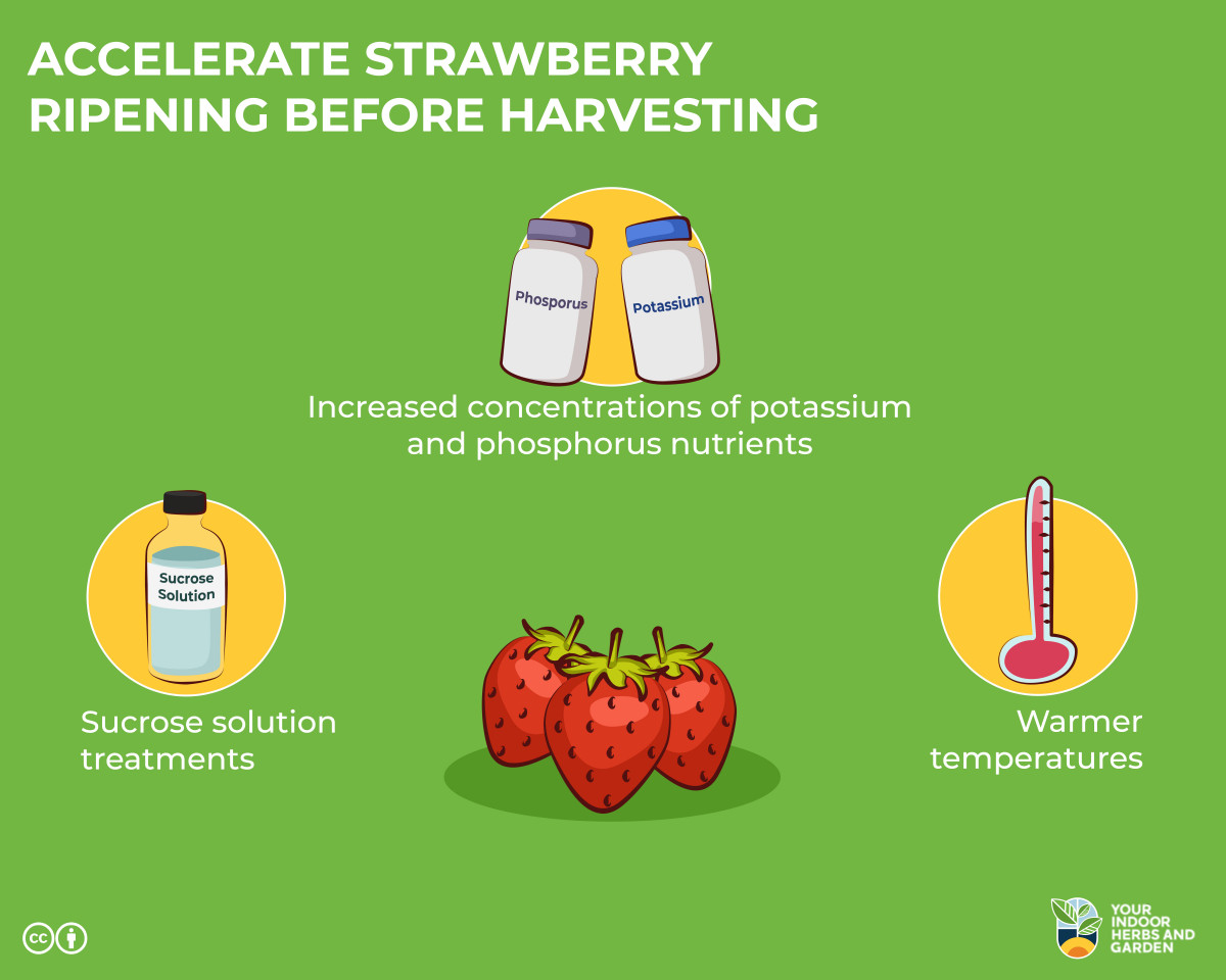 Can I Accelerate the Ripening of Strawberries? [4 Tricks] | Your Indoor ...