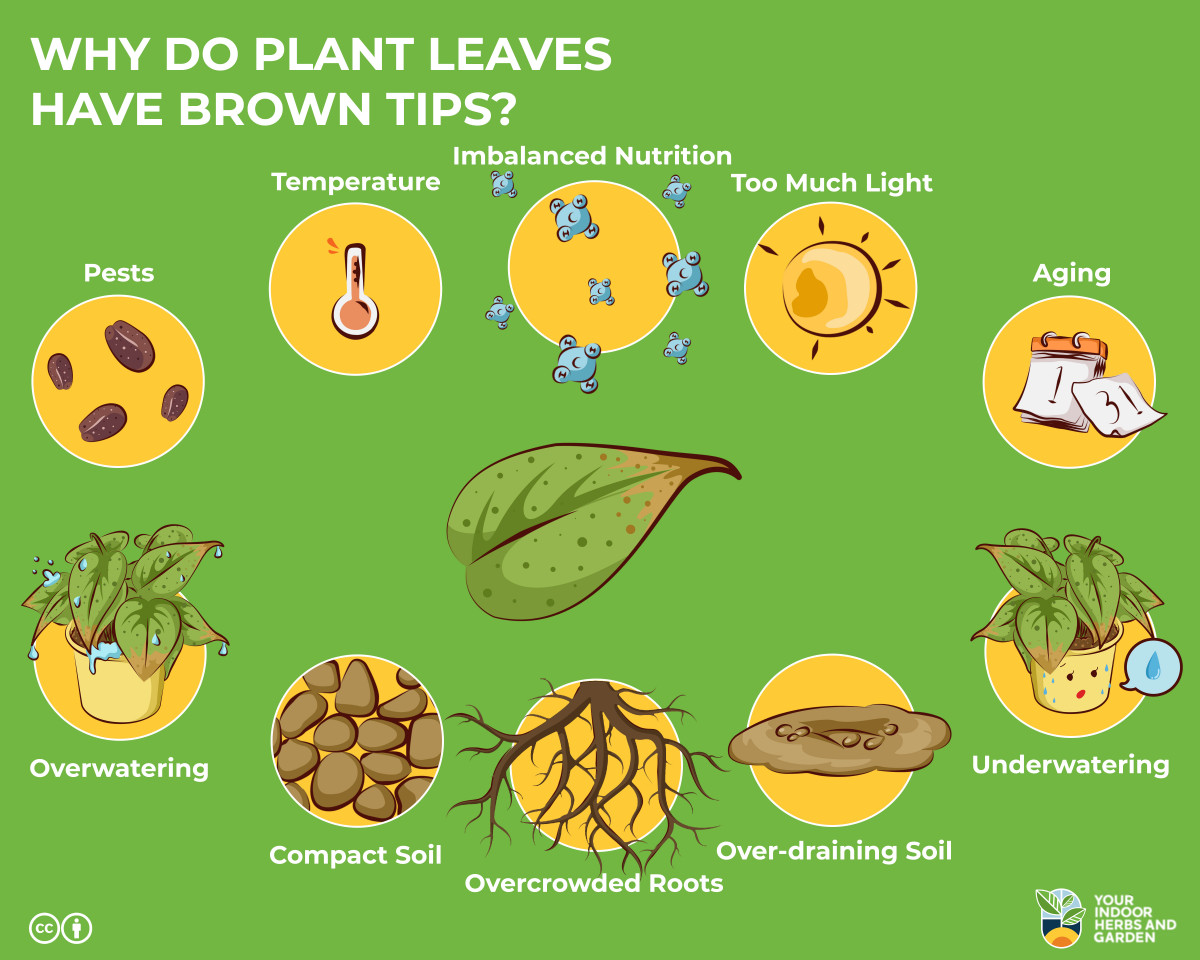 Why Do Plant Leaves Have Brown Tips? [10 Causes and 7 Fixes] Your