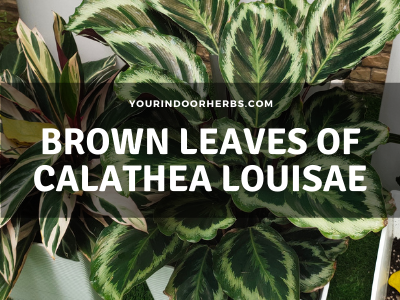 6 Causes of Brown Calathea Louisae Leaves
