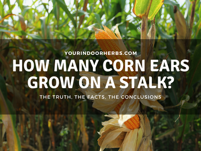 How Many Ears Does Each Corn Stalk Produce?