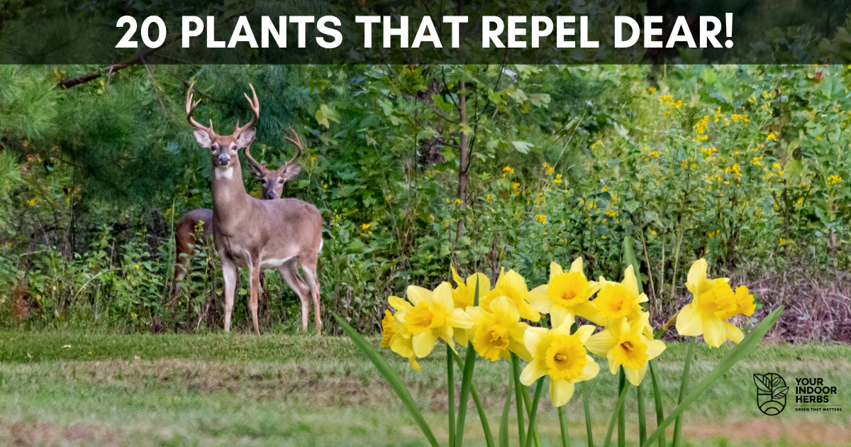 20 Plants That Repel Deer With Photos Your Indoor Herbs And Garden 20-plants-that-repel-deer-with-photos-your-indoor-herbs-and-garden