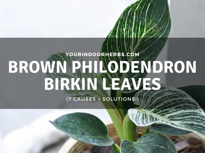 Brown Philodendron Birkin Leaves? Causes and Solutions