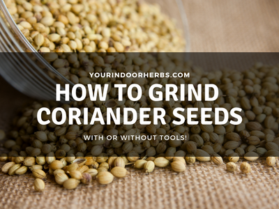 grinding coriander seeds