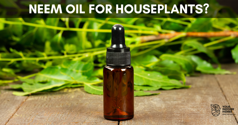 How to Use Neem Oil on Houseplants (10 Pests That Hate It!)