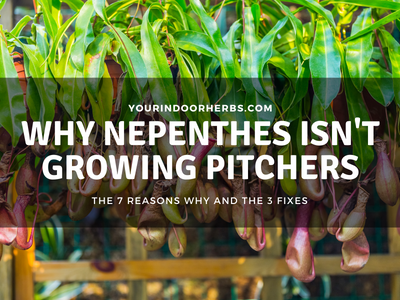 8 Reasons Why Your Nepenthes Is Not Growing Pitchers (Plus Fixes)