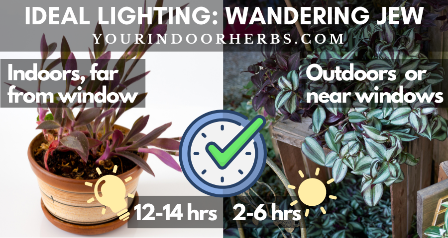 Ideal Lighting for Wandering Jew 