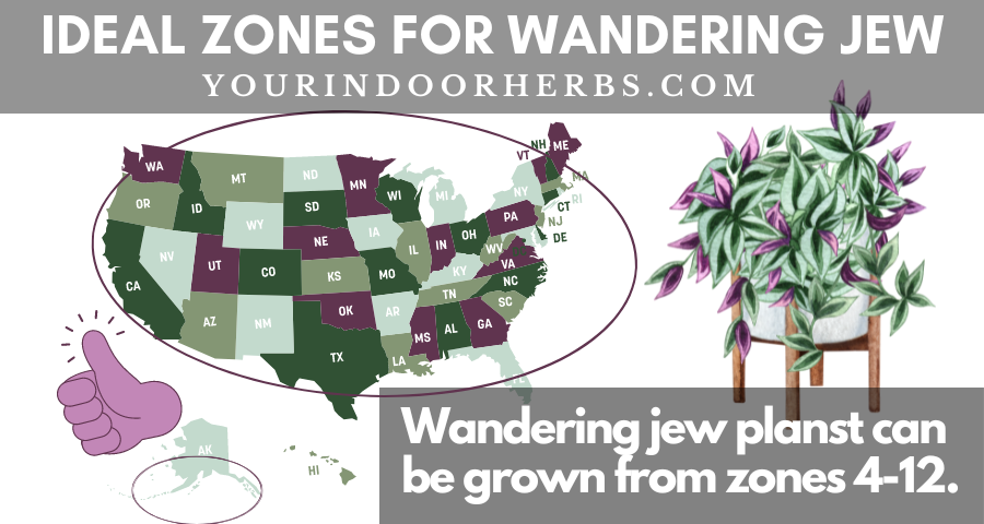 Ideal Hardiness Zones for Wandering Jew
