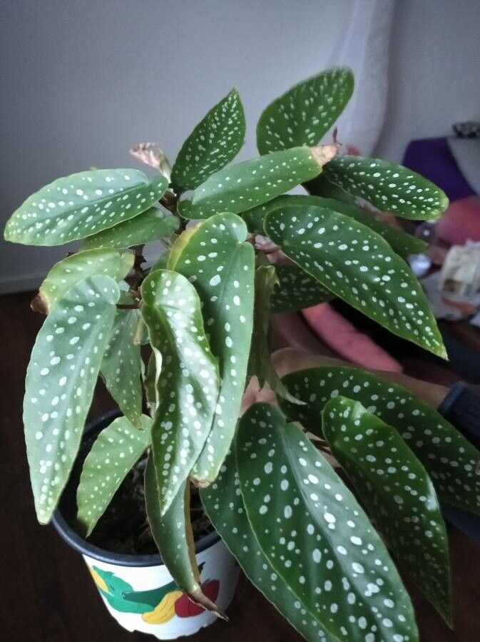 Begonia Maculata Plant